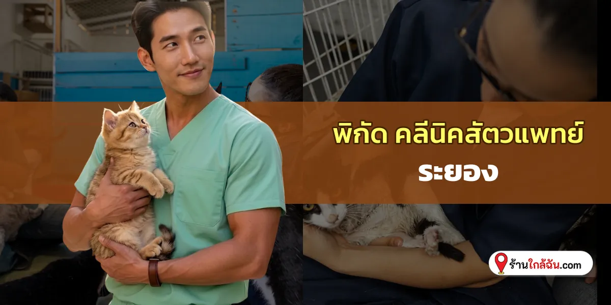 ส่องรีวิว 9 คลีนิครักษาสัตว์ ระยอง เดินทางไปง่ายสะดวก อัปเดตล่าสุด เซฟไว้ไม่เสียหาย 2569