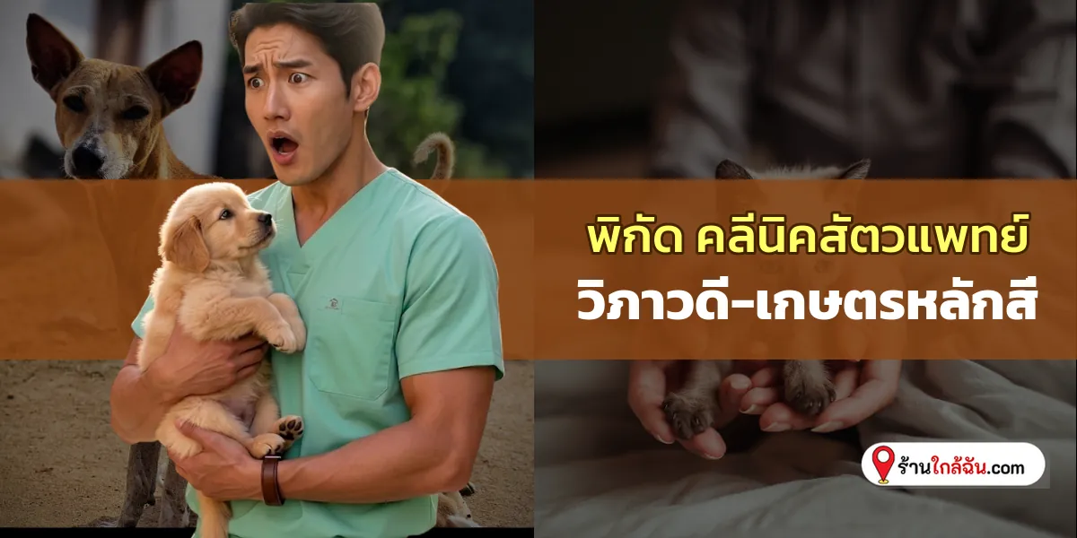 พาส่อง 6 วิภาวดี-เกษตรหลักสี่ คลีนิครักษาสัตว์ ตรวจรักษามืออาชีพ เช็คลิสต์ล่าสุด อุ่นใจทุกเคส 2569